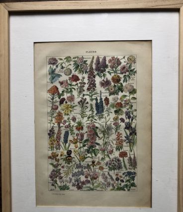 Illustration "Fleurs" Larousse par Adolphe Millot