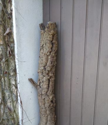 ancien tronc en chêne liège creux 1m"6