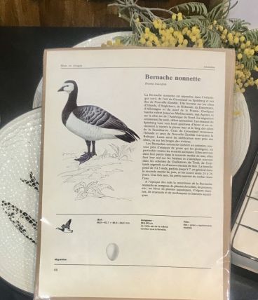 Illustration oiseau Bernache nonnette années 70