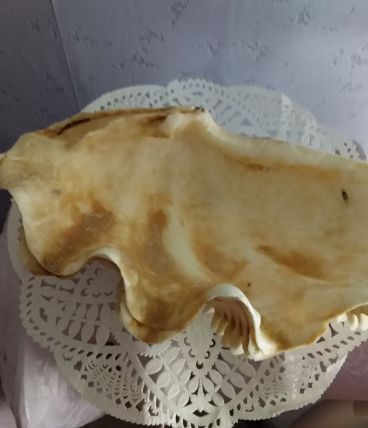 coquillage bénitier