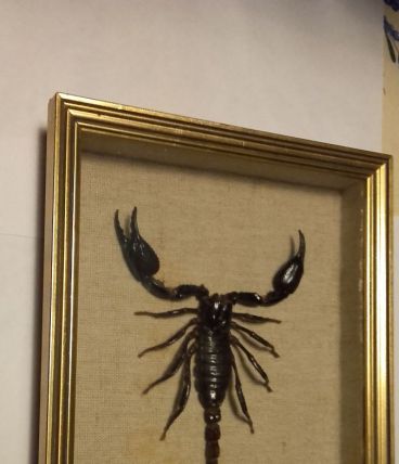 Scorpion géant Malaisie.