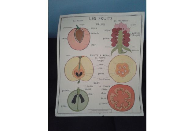Illustration scolaire les fruits