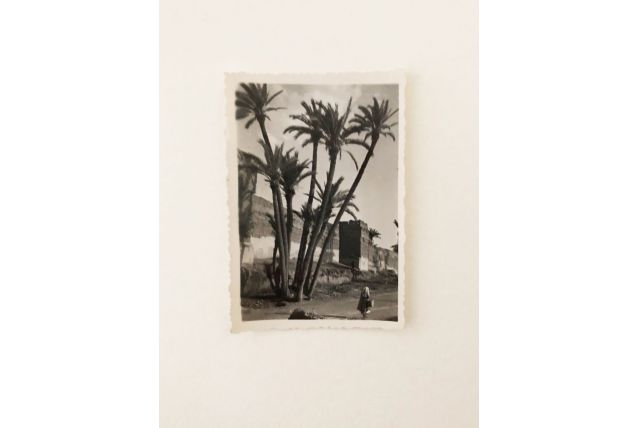 Photo vintage Palmeraie de Marrakech 50's