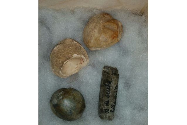 Lot de 4 fossiles marins (étoile, œuf tortue, gasteropodes)