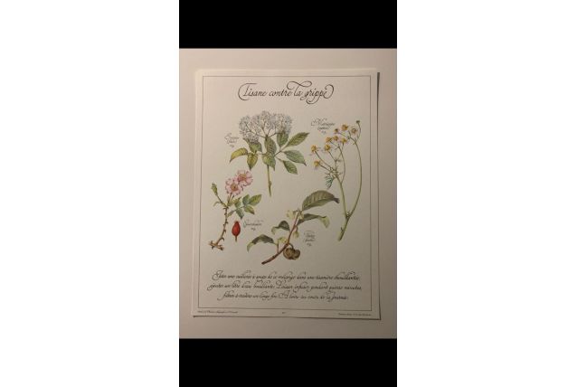Planche botanique tisanes précieuse 