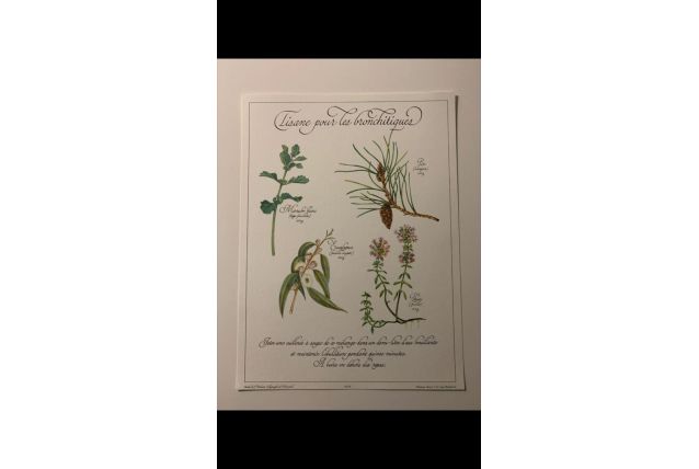Planche botanique tisanes précieuse 