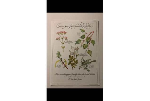 Planche botanique tisanes précieuse 
