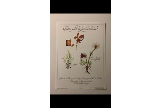 Planche botanique tisanes précieuse 