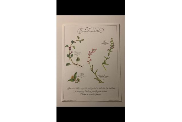 Planche botanique tisanes précieuse 