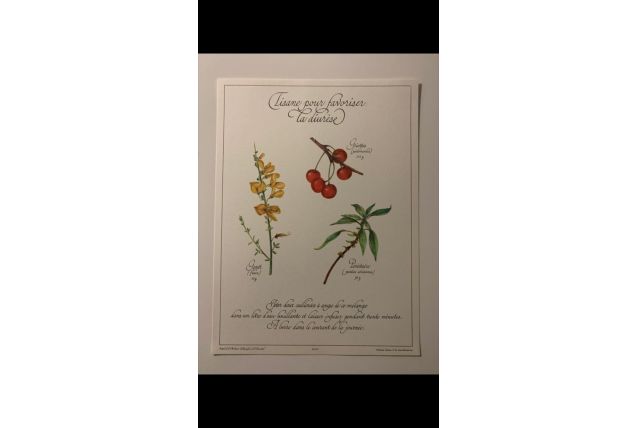 Planche botanique tisanes précieuse 