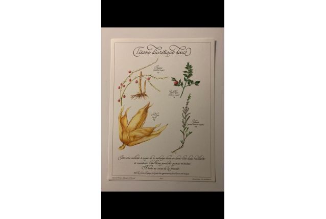 Planche botanique tisanes précieuse 