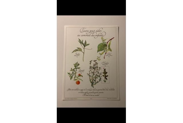 Planche botanique tisanes précieuse 