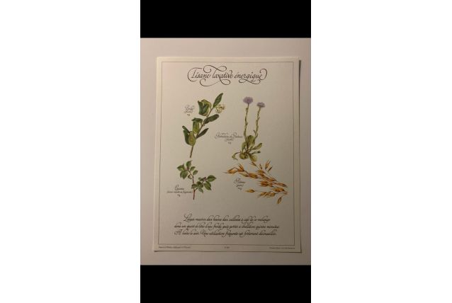 Planche botanique tisanes précieuse 