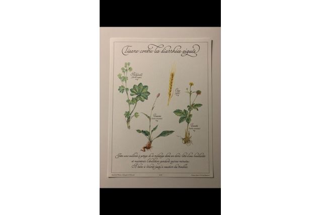 Planche botanique tisanes précieuse 