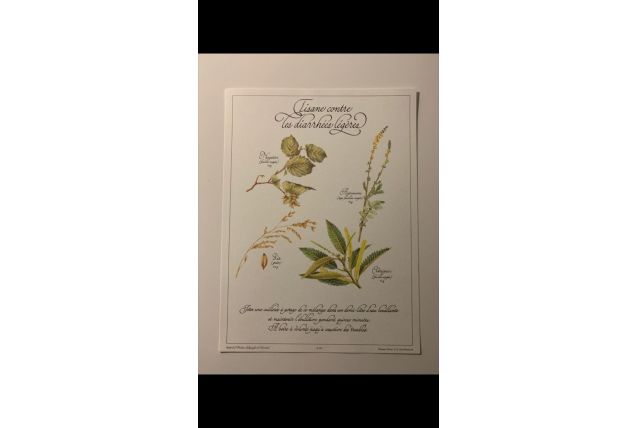 Planche botanique tisanes précieuse 