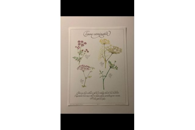 Planche botanique tisanes précieuse 