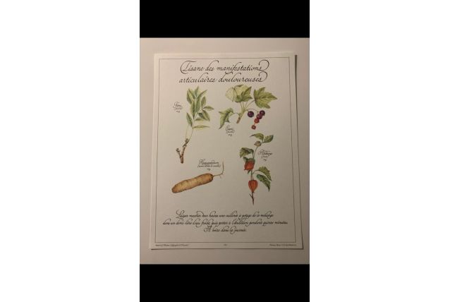 Planche botanique tisanes précieuse 