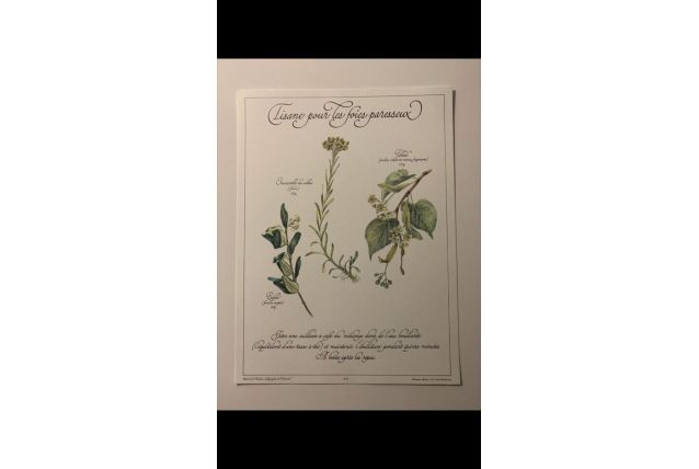Planche botanique tisanes précieuse 