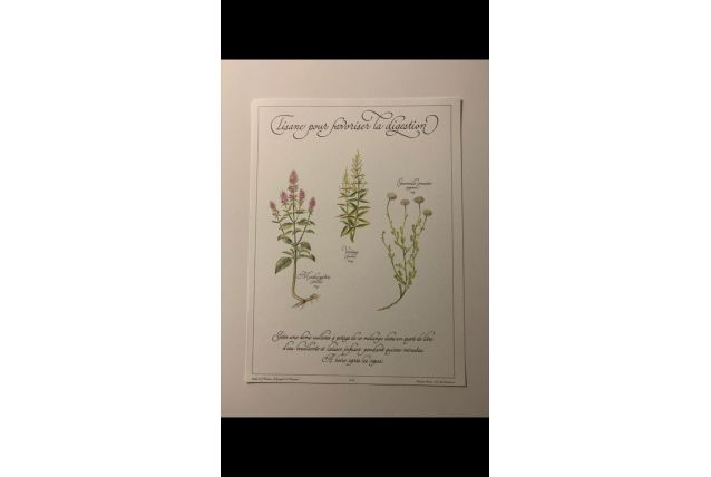 Planche botanique tisanes précieuse 