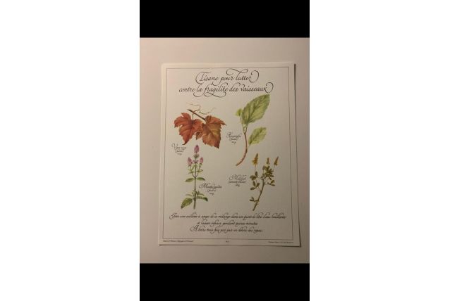 Planche botanique tisanes précieuse 