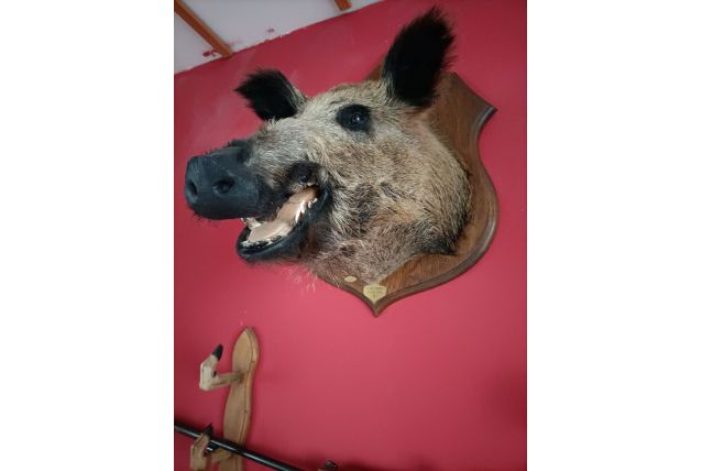 Trophée de sanglier 