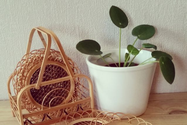 Dessous de verre en bambou/osier