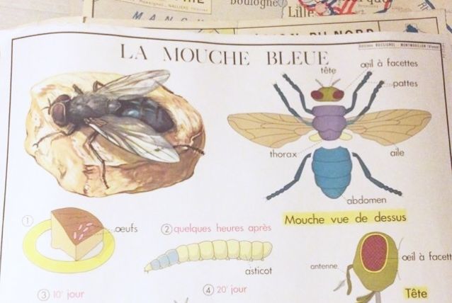 Affiche vintage Rossignol 