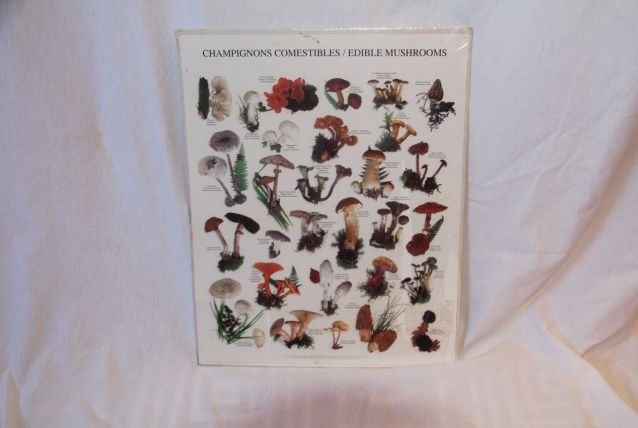 Affiche vintage cueillette des champignons