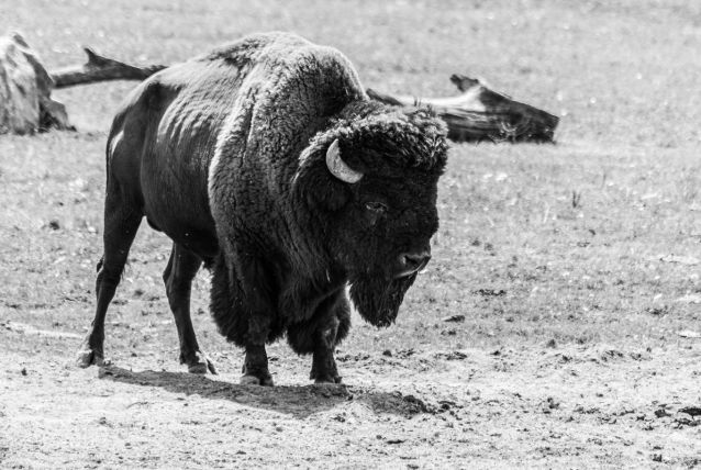 Photographie animaux : Bison