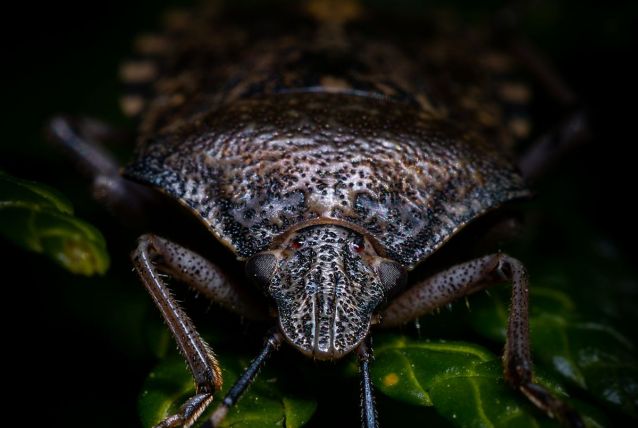 Photographie insecte : portrait de punaise