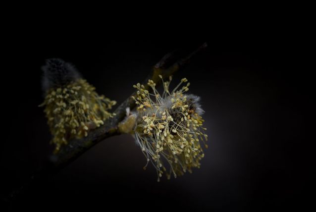 Photographie de fleur : Chatons de Saule